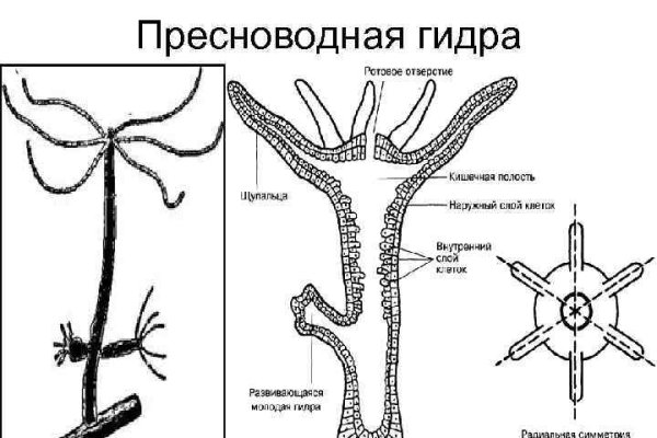 Где найти ссылку на кракен